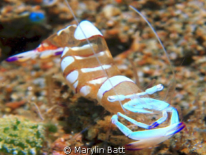 Tiny Commensal 
shrimp by Marylin Batt 
